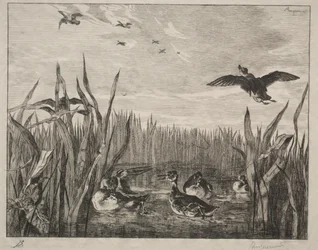 Sarcelle, 1853