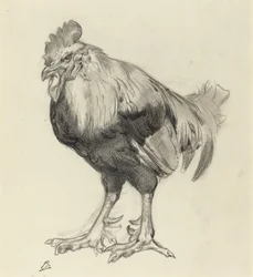 Le vieux coq