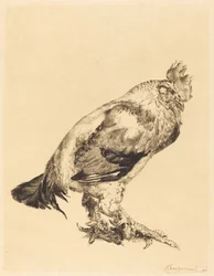 Le vieux coq