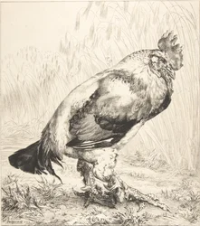 Le vieux coq, 1882.
