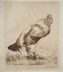 Le vieux coq, 1882.