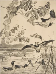 Vanneaux et Sarcelles, 1862