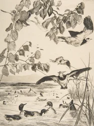 Vanneaux et sarcelles