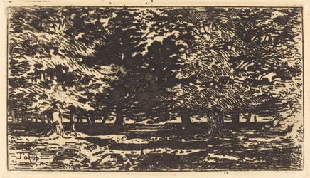 Forêt