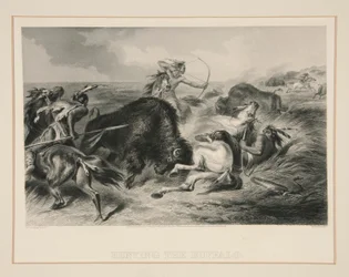 Chasse au bison