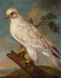 Un faucon sur une branche, 1736