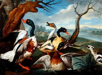 Canards dans un paysage fluvial