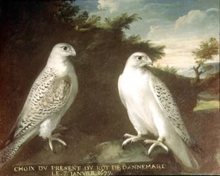 Paire de faucons gerfauts dans un paysage