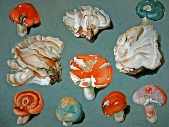 Études de Champignons