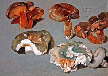 Études de champignons