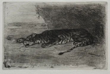 Tigre couché à l