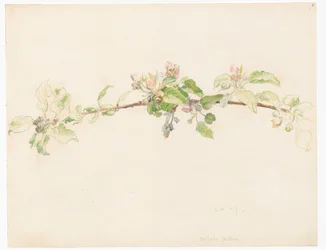 Branche de pommier en fleurs