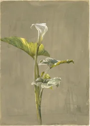 Calla Lily, 1875