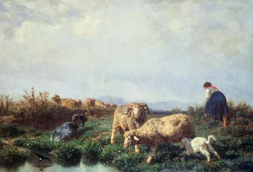 Troupeaux