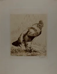 Le vieux coq