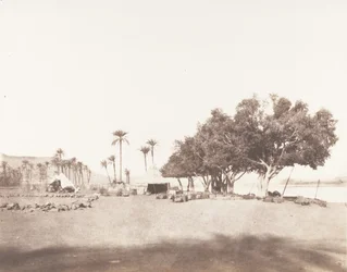Korósko, Sycomores et Campement d