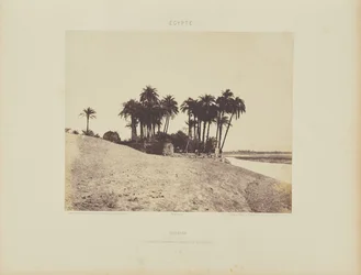 Louxor. Dattiers et jardin de l