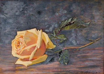 Rose jaune