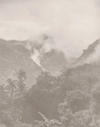 Jungle brumeuse 3, 2024
