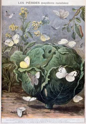 Papillons Pierid, 1897