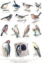 Les oiseaux utiles en agriculture