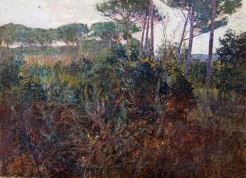 Forêts de pins à Torre del Lago