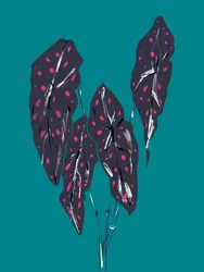 Feuilles de caladium tropical foncé