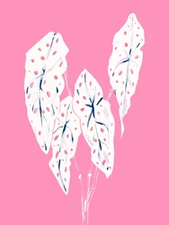 Feuillage de caladium rose