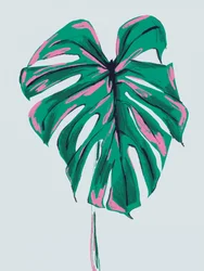 Monstera rose vif et vert
