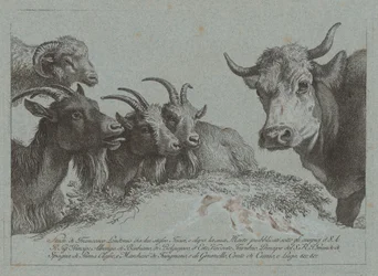 Étude de têtes : trois chèvres, un bœuf et un bélier