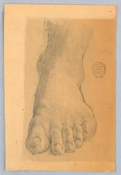 Étude du pied gauche