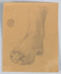 Étude du Pied Droit