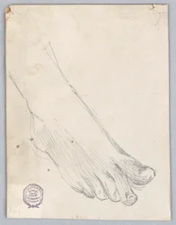Étude du pied droit
