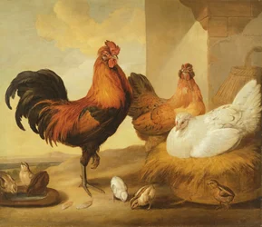 Coq domestique, poules et poussins, 1655