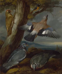 Geai, pic vert, pigeons et rougequeue