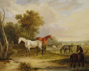 Chevaux paissant : un étalon gris paissant avec des juments dans un pré