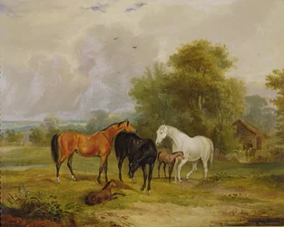 Chevaux paissant : juments et poulains dans un champ