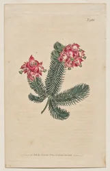 Le Magazine Botanique ou Jardin de Fleurs Déployé : Planche 966, Erica Elegans. Bruyère Élégante [Erica glauca]