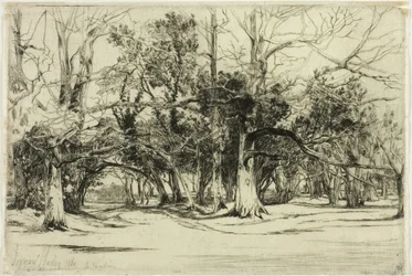 Un chemin secondaire à Tipperary