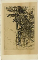 Sapin (une étude)