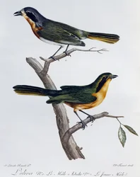 Mâle adulte et jeune de Pririt à dos olive, gravure de Histoire Naturelle des Oiseaux d