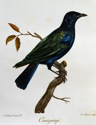 Choucador à ventre noir (Lamprotornis corruscus), gravure tirée de Histoire Naturelle des Oiseaux d