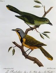 Bokmakierie (Telophorus zeylonus), gravure de Histoire Naturelle des Oiseaux d