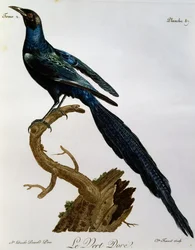Étourneau brillant de Burchell (Lamprotornis australis), gravure de Histoire Naturelle des Oiseaux d