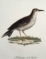 Longbill mâle du Cap (Certhilauda curvirostris), gravure de Histoire Naturelle des Oiseaux d