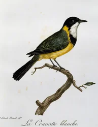 Siffleur doré (Pachycephala pectoralis), gravure de Histoire Naturelle des Oiseaux d