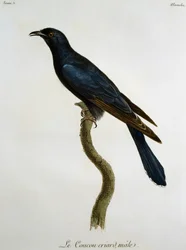 Coucou noir mâle (Cuculus clamosus), gravure de Histoire Naturelle des Oiseaux d