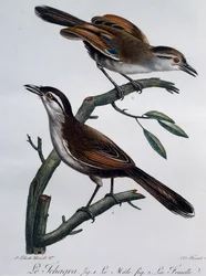Mâle et femelle de tchagra à couronne noire (Tchagra senegalus), gravure tirée de Histoire Naturelle des Oiseaux d