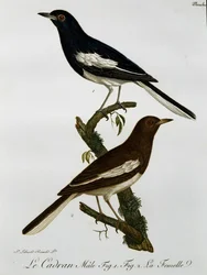 Mâle et femelle du shama de l