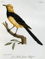Merle jaune huppé, gravure de Histoire Naturelle des Oiseaux d